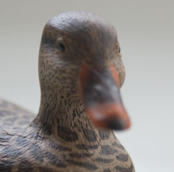 Beau Nelson