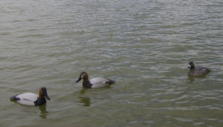 Oliver Lawson Decoys