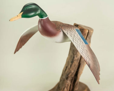 Unknown Mallard