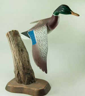 Unknown Mallard