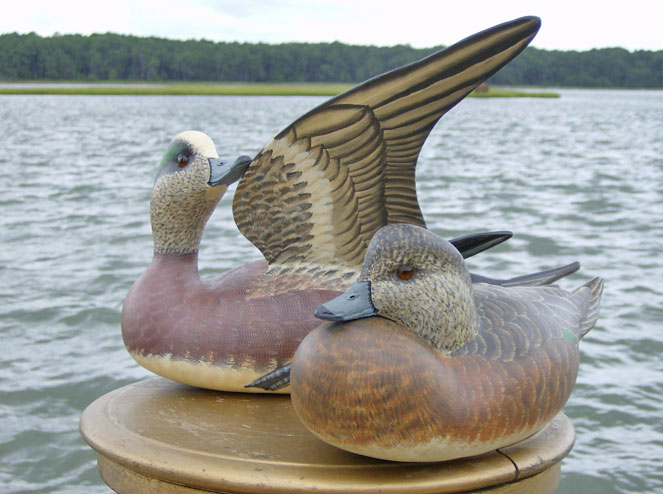 Widgeon